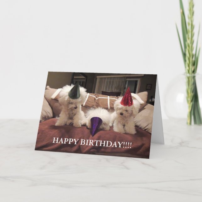 Carte d'anniversaire Bichon Frise ! ! (Devant)