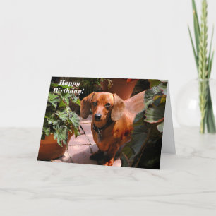 Carte d'anniversaire Dachshund