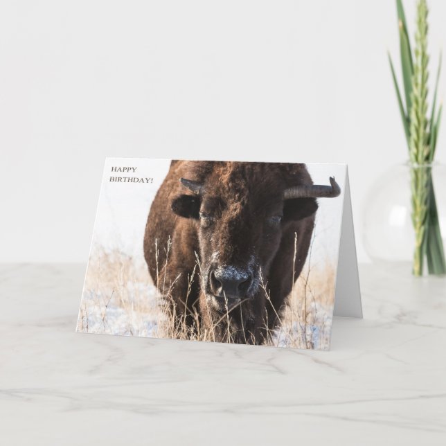 Carte d'anniversaire de bison (Devant)