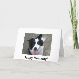 Carte d'anniversaire de border collie