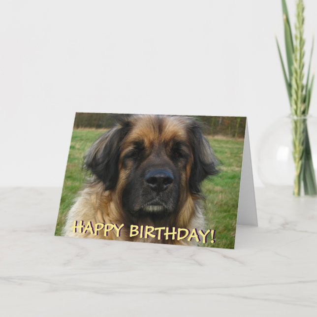 Carte d'anniversaire de chien de Leonberger (Devant)