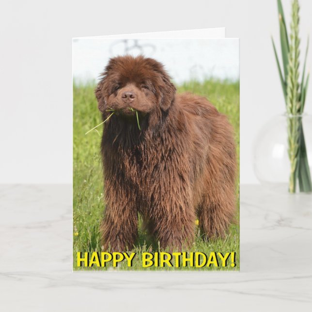 Carte d'anniversaire de chiot de Terre-Neuve (Devant)