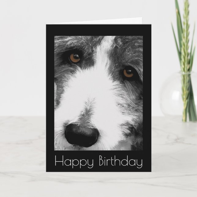 Carte d'anniversaire de Collie Eyes (Devant)
