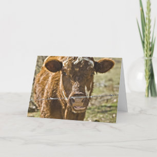 Carte d'anniversaire de la vache baisante