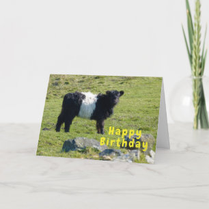 Carte d'anniversaire de la vache galloway ceinturé