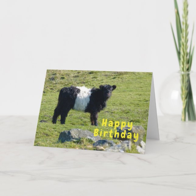 Carte d'anniversaire de la vache galloway ceinturé (Devant)