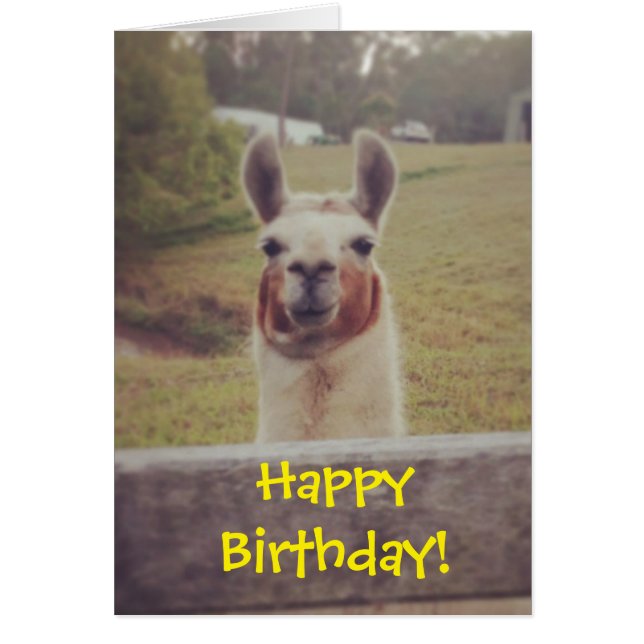 Carte d'anniversaire de lama (Devant)