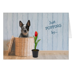 Carte d'anniversaire de l'Australian Cattle Dog Wi