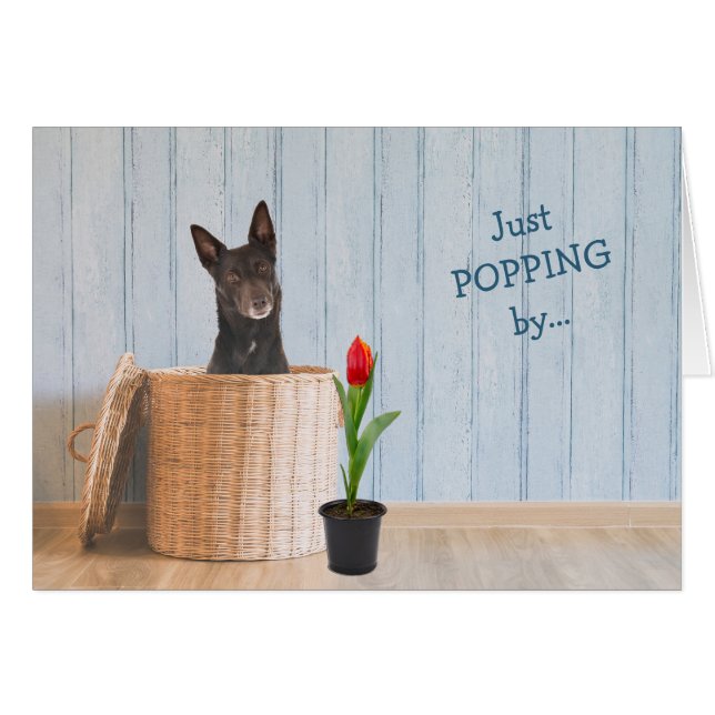 Carte d'anniversaire de l'australien Kelpie Dog Wi (Devant horizontal)