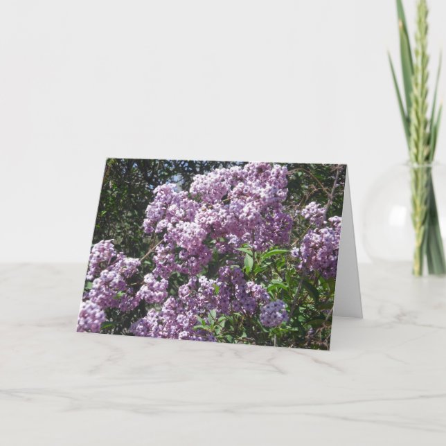 Carte d'anniversaire de lilas (Devant)