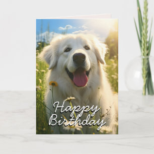 Carte d'anniversaire de maremma Sheepdog personnal