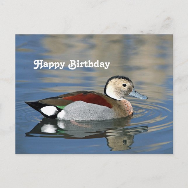 Carte d'anniversaire de photo de canard sarcelle à (Devant)
