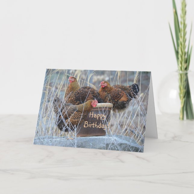 Carte d'anniversaire de poulets soyeux (Devant)