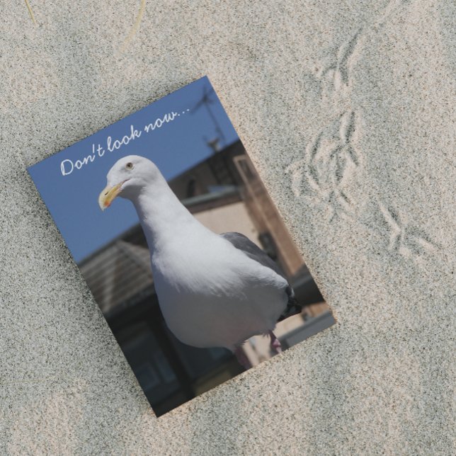 Carte d'anniversaire de Seagull Surprise (In Situ)