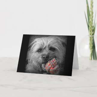 Carte d'anniversaire de Terrier de frontière