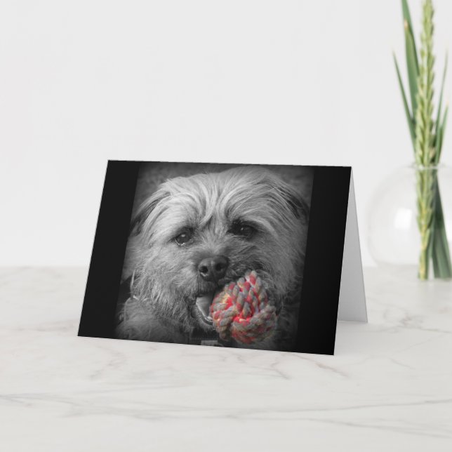 Carte d'anniversaire de Terrier de frontière (Devant)