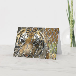 Carte d'anniversaire de tigre clôturé (h)