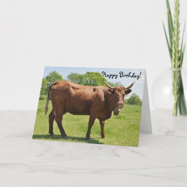 Carte d'anniversaire de vache de vente (Devant)
