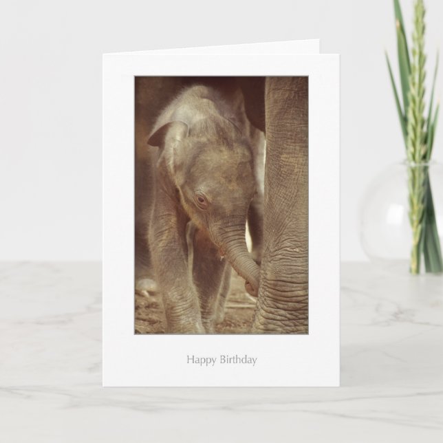 Carte d'anniversaire de veau d'éléphant (Devant)
