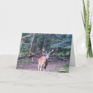 Carte d'anniversaire de Whitetail