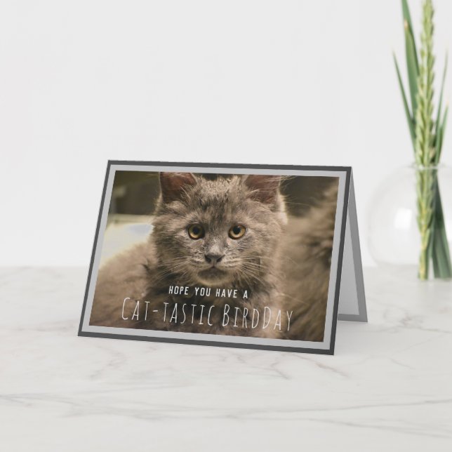 Carte d'anniversaire drôle de chaton gris super mi (Devant)