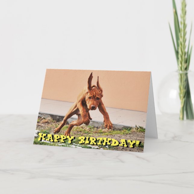 Carte d'anniversaire drôle de chiot de vizsla (Devant)