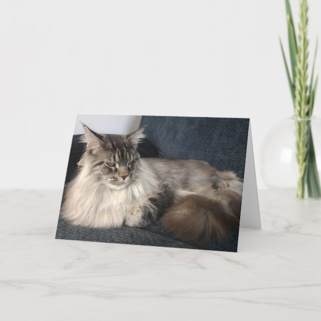 Carte d'anniversaire du chat de coon du Maine (Devant)