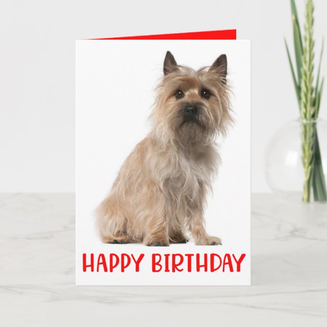 Carte d'anniversaire du Chien Terrier de Cairn (Devant)