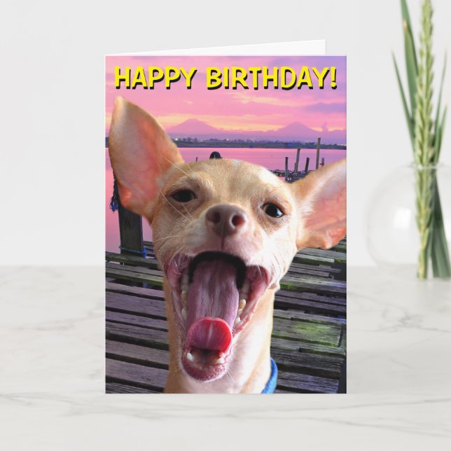 Carte d'anniversaire du Chihuahua (Devant)