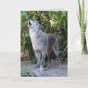 Carte d'anniversaire du loup hurlant
