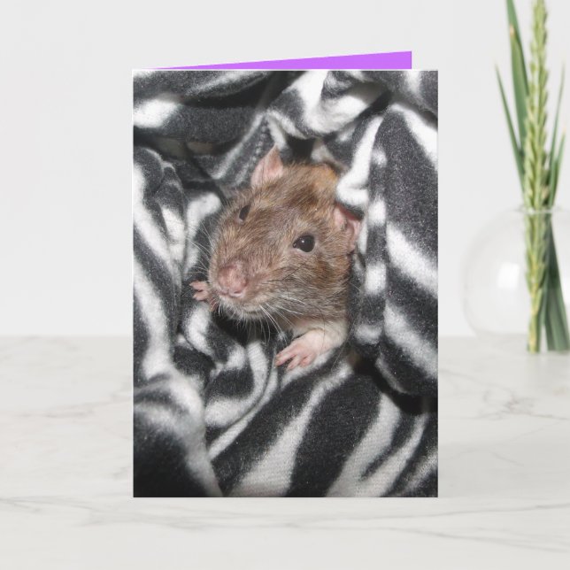 carte d'anniversaire du rat zèbre (Devant)