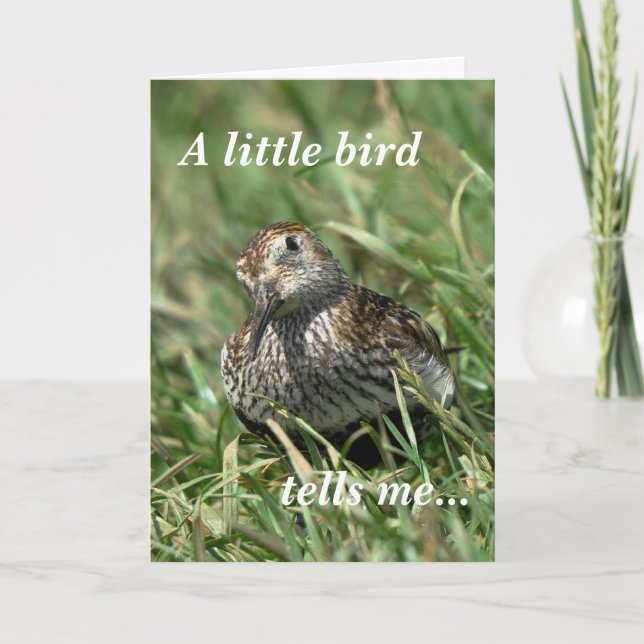 Carte d'anniversaire : Dunlin (Devant)