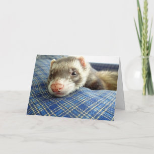 Carte d'anniversaire Ferret Face