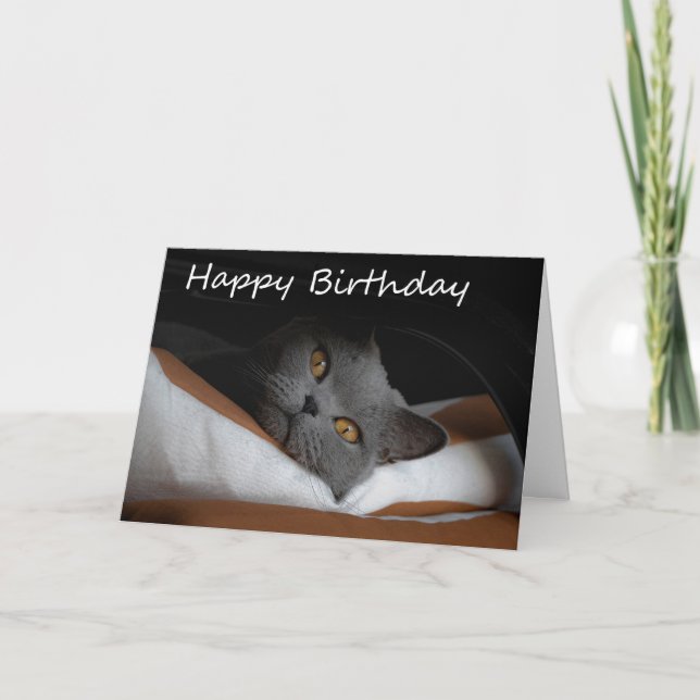 Carte d'anniversaire Gray Cat (Devant)