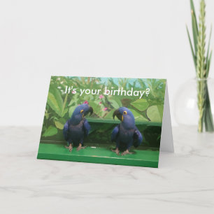 Carte d'anniversaire Hyacinth Macaw