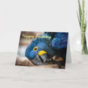 Carte d'anniversaire Hyacinth Macaw perroquets