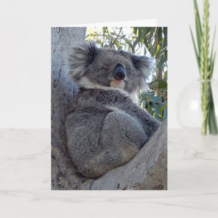 Carte d'anniversaire Koala dans un gommier