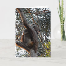 Carte d'anniversaire - Koala endormie