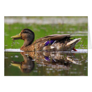 Carte d'anniversaire Mallard Duck Nature