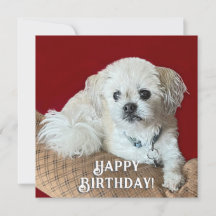 Carte d'anniversaire Malshi