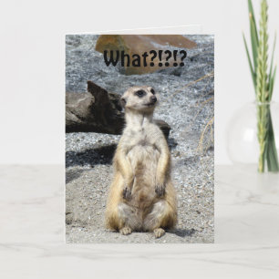 Carte d'anniversaire Meerkat