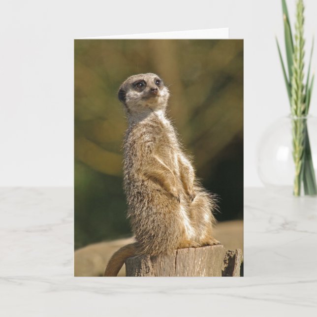 Carte d'anniversaire Meerkat (Devant)