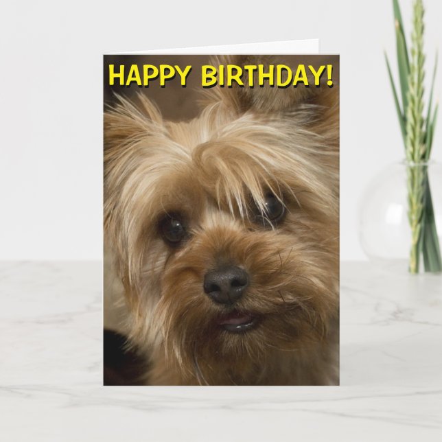 Carte d'anniversaire mignonne de Yorkie (Devant)