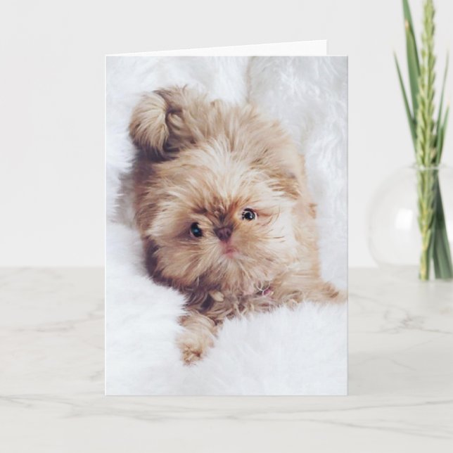 Carte d'anniversaire orange de salutation de Shih (Devant)