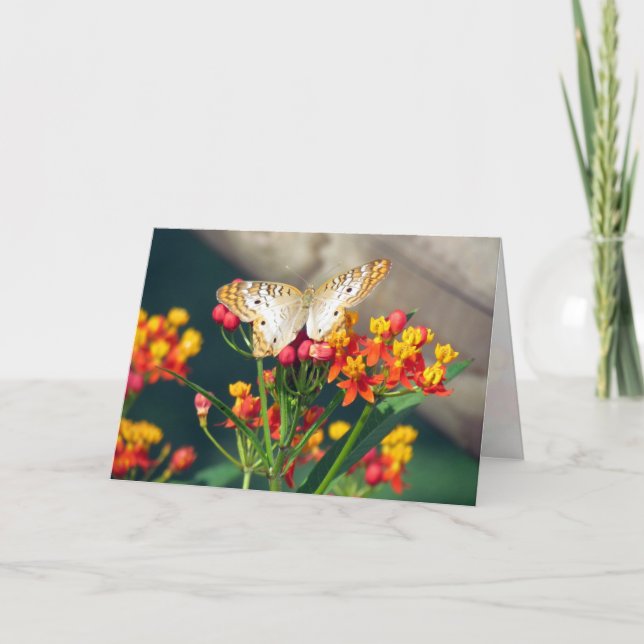 Carte d'anniversaire - Papillons Peacock blancs (Devant)