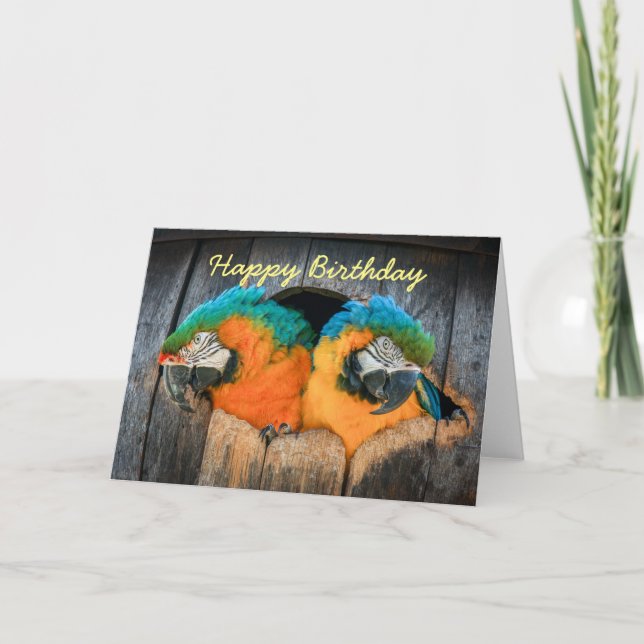 Carte d'anniversaire Perroquets macaw en tonneau (Devant)