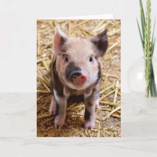 Carte d'anniversaire personnalisée pour porc migno (Devant)