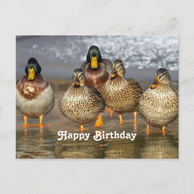 Carte d'anniversaire photo de canards colverts sau (Devant)