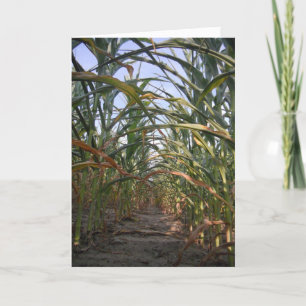 Carte d'anniversaire "Rows of Corn"