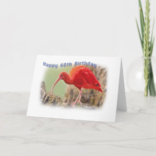 Carte d'anniversaire Scarlet Ibis Bird 60e